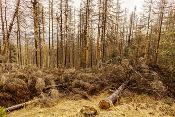 dried trees without leaves in an abandoned forest