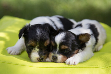 Two puppies of breed Biewer Terrier on a green background.