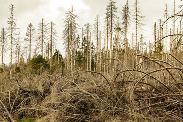 Fototapeta premium dried trees without leaves in an abandoned forest