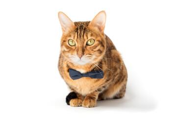 A cute red cat sits in a bow tie on a white background.