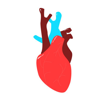 human heart for anatomy or cardiology concept