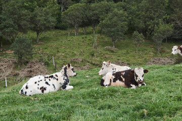 Cows spending the day in the meadow