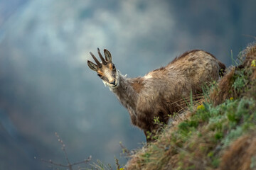 Molting alpine chamois or wild goat from alps (Rupicapra rupicapra) facing a steep slope, looking at camera against blurred mountains background, Piedmont Alps, Italy