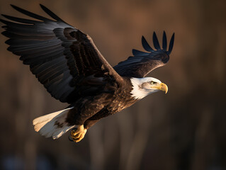 Majestic Eagle flying in the nature