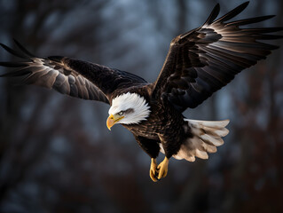 Majestic Eagle flying in the nature