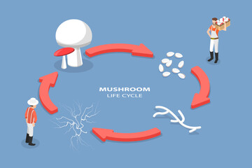 3D Isometric Flat Vector Conceptual Illustration of Mushroom Life Cycle, Reproduction Fungus