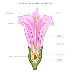 Pollen germinates on stigma, forming a pollen tube that delivers sperm cells to the ovary for fertilization in plant reproduction.