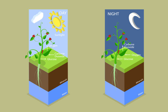 3D Isometric Flat Vector Conceptual Illustration of Photosynthesis, Cellular Respiration