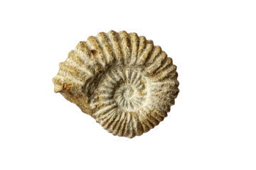 An ammonite, a marine fossil, isolated on white background