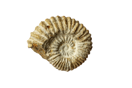 An ammonite, a marine fossil, isolated on white background