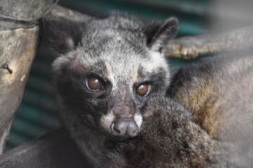 Luwak 
zwierzę z gatunku lisowatych, żyjący w Indonezji, wykorzystywany na plantacjach kawy na wyspie Bali - obrazy, fototapety, plakaty