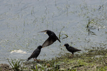 Starlings gracefully dance through the air, their sleek bodies weaving intricate patterns against...