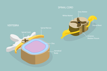 3D Isometric Flat Vector Conceptual Illustration of Spinal Cord, Labeled Educational Scheme - obrazy, fototapety, plakaty