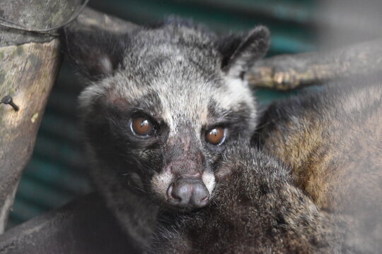 Luwak 
zwierzę z gatunku lisowatych, żyjący w Indonezji, wykorzystywany na plantacjach kawy na wyspie Bali