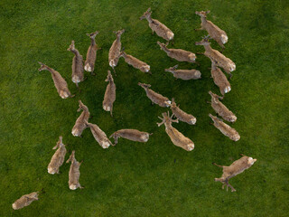 Deers her from above. green photo about 20 deers in a field