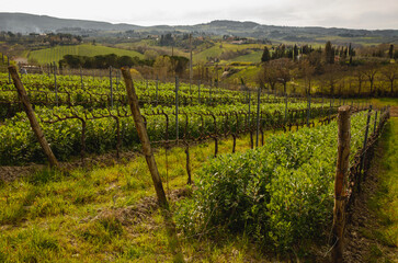 Fototapeta na wymiar Rows of young vineyards in spring.