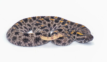 Dusky Pigmy or Pygmy Rattlesnake - Sisturus miliarius barbouri - full view of entire snake in great detail throughout. Isolated on white background