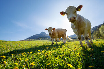 Cows grazing in the meadow below the mountains. Cattle breeding on mountain meadows in spring