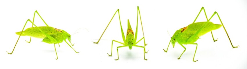 Beautiful lime green male Florida katydid - amblycorpha uhleri either longinicta or arenicola. Brown saddle called stridulatory file visible.  Isolated on white background three views