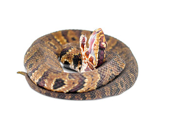 Florida cottonmouth snake - Agkistrodon conanti - is a species of venomous snake, a pit viper....