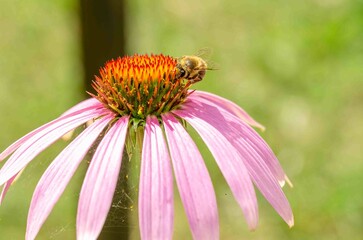 Bee pollinator echinacea flower.