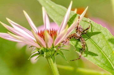 Spider on a green leaf on a summer day.