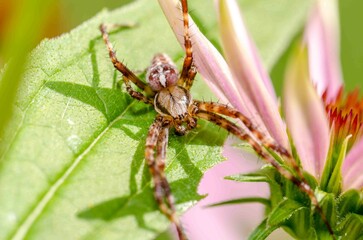 Spider on a green leaf on a summer day.