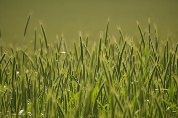 Obraz premium Weizenfeld im Sonnenlicht 