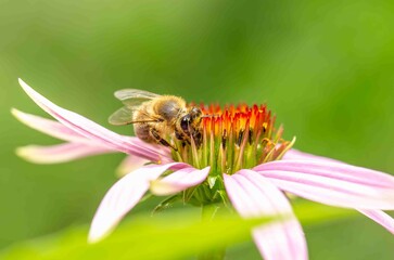 Bee pollinating echinacea flower close up.