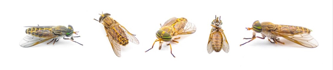 striped horse fly - Tabanus lineola - is a species of biting horse-fly. It is known from the eastern and southern United States and the Gulf coast of Mexico isolated on white background five views