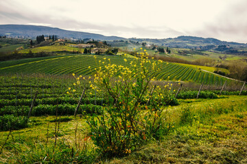 Fototapeta na wymiar Green meadows and vineyards of Chianti region, Tuscany, Italy.