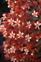 Egzotyczna roślinność - różowe kwiaty w Indonezji - 603767779