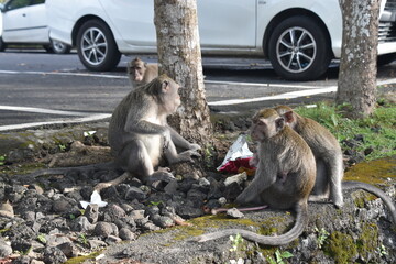 Małpy makaki buszujące na parkingu w poszukiwaniu jedzenia - Bali indonezja - obrazy, fototapety, plakaty