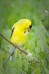 American Goldfinch pulling at a feather.