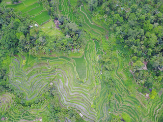 Tarasy ryżowe w pobliżu miasta Ubud na indonezyjskiej wyspie Bali - widok z drona - 603769325
