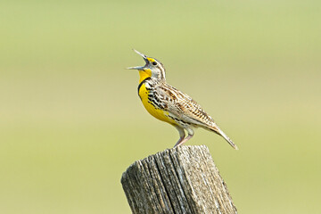 Western meadowlark calling out.