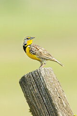 Portraiture of western meadowlark.
