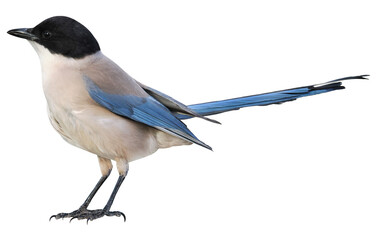 Azure-winged magpie (Cyanopica cyanus), PNG, isolated on transparent background