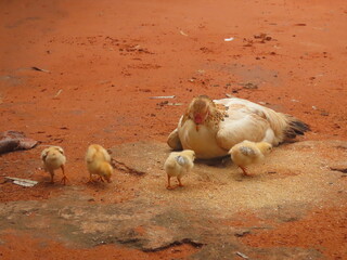 chicken in the farm
