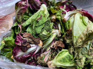 Withered, spoiled, rotten lettuce plant salad, food, vegetables