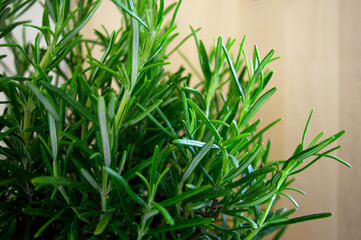 fresh rosemary herb on wooden background