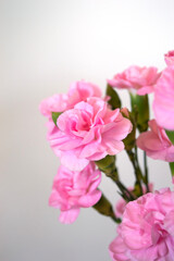 Pink carnation flowers, Dianthus caryophyllus, clove pink
