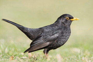 Amsel auf der Wiese