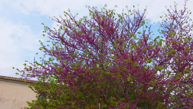 Pink flower tree in the park