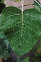 close up of green leaf with droplets on 