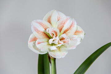 A charming lush flower of white color with red stripes. Dutch flowers. Hippeastrum or Amaryllis flowers.  Amaryllis variety Nymph. Flowers of Holland