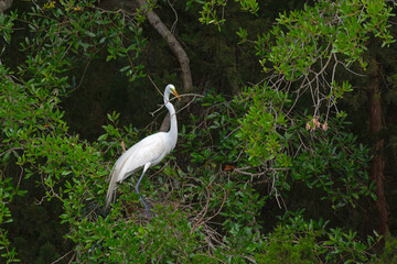 Great Egret with twig in its beak for nest building during mating season.