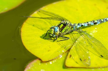 Dragonfly sits on a leaf of a water lily in a pond.