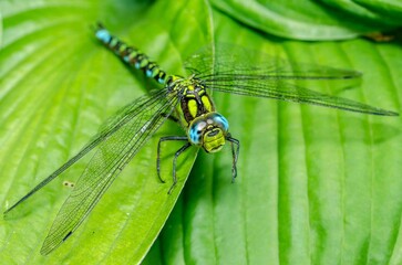Dragonfly with Nature of green leaf in garden at summer.