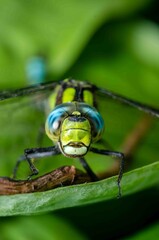 Dragonfly with Nature of green leaf in garden at summer.
